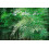 SAFLAX  - Riesenbambus - Phyllostachys - 20 Samen - Mit Substrat 6