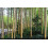 SAFLAX  - Riesenbambus - Phyllostachys - 20 Samen - Mit Substrat 3