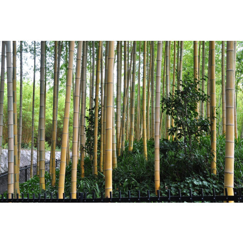 SAFLAX  - Riesenbambus - Phyllostachys - 20 Samen - Mit Substrat 2