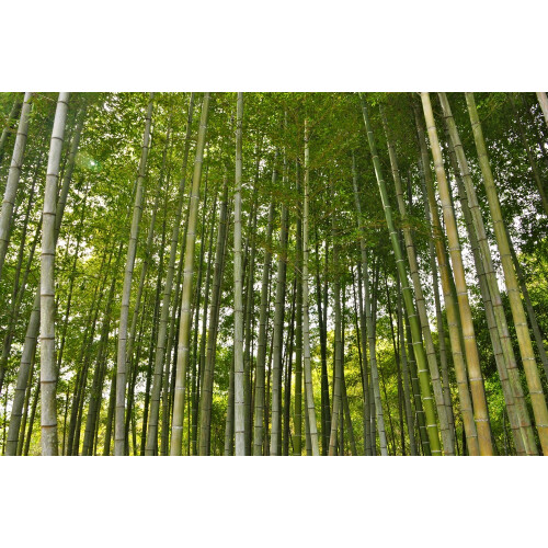 SAFLAX  - Riesenbambus - Phyllostachys - 20 Samen 2