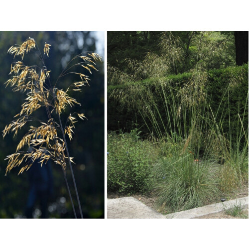 SAFLAX - Espolín - 10 semillas - Con sustrato - Stipa 2