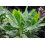 SAFLAX  - Schneebanane - Ensete - 10 Samen - Mit Substrat 3