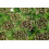 SAFLAX  - Anis - Pimpinella - 200 Samen - Mit Substrat 8