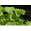 SAFLAX  - Anis - Pimpinella - 200 Samen - Mit Substrat 3