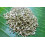 SAFLAX  - Anis - Pimpinella - 200 Samen - Mit Substrat 4