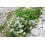 SAFLAX  - Anis - Pimpinella - 200 Samen 6
