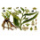 SAFLAX  - Beinwell - Symphytum - 15 Samen 6