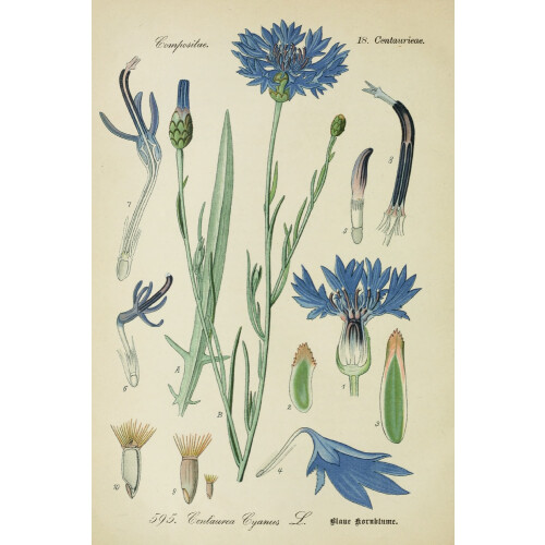 SAFLAX - Bleuet bleu - 27000 graines - Centaurea cyanus 2