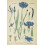 SAFLAX  - Blaue Kornblume - Centaurea - 27000 Samen - Mit Substrat 4