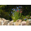 SAFLAX  - Blaue Kornblume - Centaurea - 27000 Samen - Mit Substrat 6