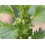 SAFLAX  - Brennnessel - Urtica - 150 Samen - Mit Substrat 3