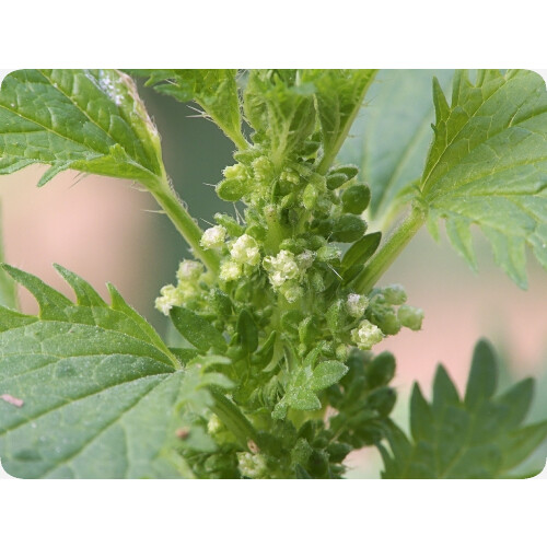 SAFLAX  - Brennnessel - Urtica - 150 Samen 1
