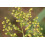 SAFLAX  - Chinesischer Beifuß - Artemisia - 250 Samen 5