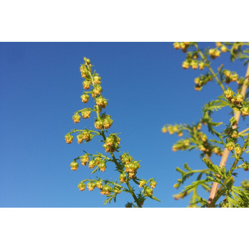 SAFLAX  - Chinesischer Beifuß - Artemisia - 250 Samen 2