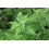 SAFLAX  - Chinesischer Beifuß - Artemisia - 250 Samen 4