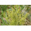 SAFLAX  - Chinesischer Beifuß - Artemisia - 250 Samen 2