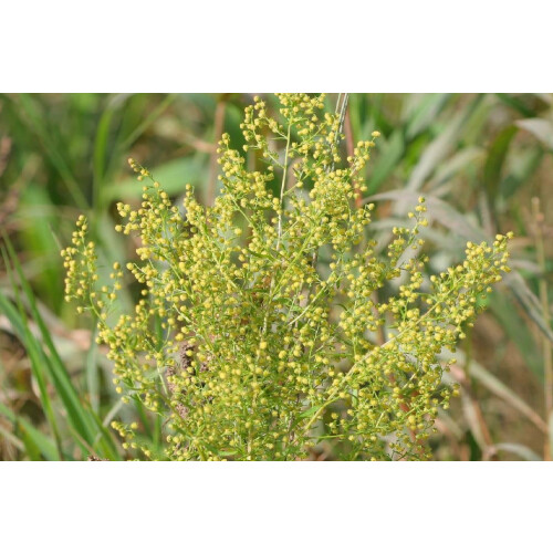 SAFLAX  - Chinesischer Beifuß - Artemisia - 250 Samen 1