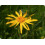 SAFLAX  - Arnica - Arnica - 40 Samen - Mit Substrat 3