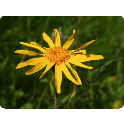 SAFLAX  - Arnica - Arnica - 40 Samen - Mit Substrat 2