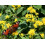 SAFLAX  - Goldrute - Solidago - 100 Samen 2