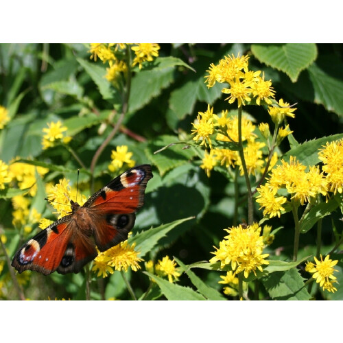 SAFLAX  - Goldrute - Solidago - 100 Samen 1
