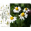 SAFLAX  - Kamille - Matricaria - 300 Samen 2