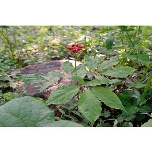 SAFLAX - Ginseng - 10 semi - Panax 2