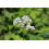 SAFLAX  - Mädesüß - Filipendula - 500 Samen - Mit Substrat 3