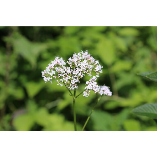 SAFLAX  - Mädesüß - Filipendula - 500 Samen - Mit Substrat 2