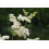 SAFLAX  - Mädesüß - Filipendula - 500 Samen - Mit Substrat 5