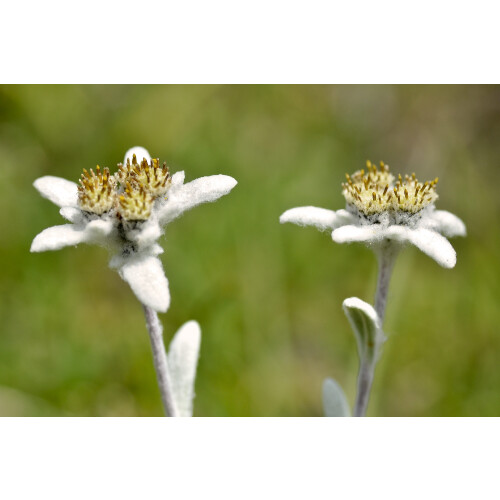 SAFLAX  - Edelweiss - Leontopodium - 500 Samen 2