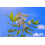 SAFLAX  - Mädesüß - Filipendula - 500 Samen - Mit Substrat 7
