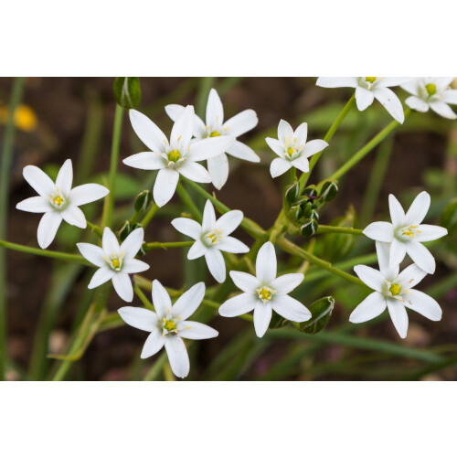 SAFLAX  - Edelweiss - Leontopodium - 500 Samen - Mit Substrat 2