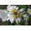 SAFLAX  - Edelweiss - Leontopodium - 500 Samen - Mit Substrat 5