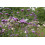 SAFLAX  - Eisenkraut - Verbena - 250 Samen - Mit Substrat 6