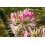 SAFLAX  - Eisenkraut - Verbena - 250 Samen - Mit Substrat 3