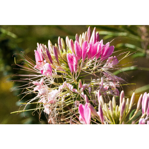 SAFLAX  - Eisenkraut - Verbena - 250 Samen 1