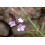 SAFLAX  - Eisenkraut - Verbena - 250 Samen 4