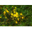 SAFLAX  - Gänsefingerkraut - Potentilla - 20 Samen 5