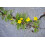 SAFLAX  - Gänsefingerkraut - Potentilla - 20 Samen 2