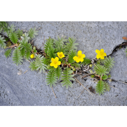 SAFLAX  - Gänsefingerkraut - Potentilla - 20 Samen 1