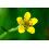 SAFLAX  - Gänsefingerkraut - Potentilla - 20 Samen 6