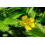 SAFLAX  - Gänsefingerkraut - Potentilla - 20 Samen 4