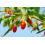 SAFLAX  - Gojibeere - Lycium - 200 Samen - Mit Substrat 5