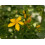SAFLAX  - Johanniskraut - Hypericum - 300 Samen 2