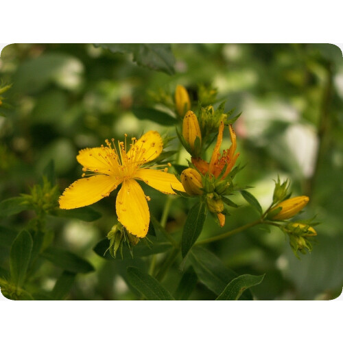 SAFLAX  - Johanniskraut - Hypericum - 300 Samen - Mit Substrat 2