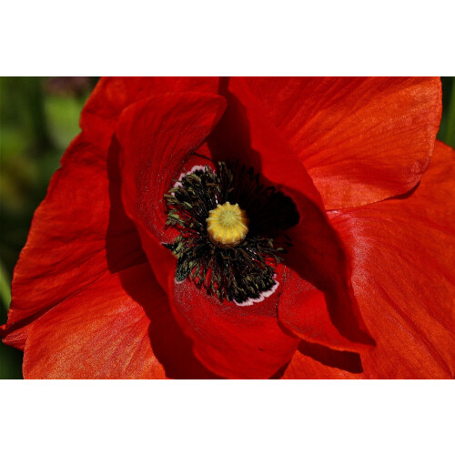 SAFLAX  - Klatschmohn - Papaver - 27000 Samen - Mit Substrat 2