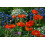 SAFLAX  - Klatschmohn - Papaver - 27000 Samen - Mit Substrat 8