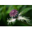 SAFLAX  - Klatschmohn - Papaver - 27000 Samen - Mit Substrat 6