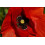SAFLAX  - Klatschmohn - Papaver - 27000 Samen 2